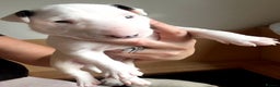 English Bull Terrier dogs for sale: Stunning Pedigree English Bull Terrier Puppies  - Advert 39