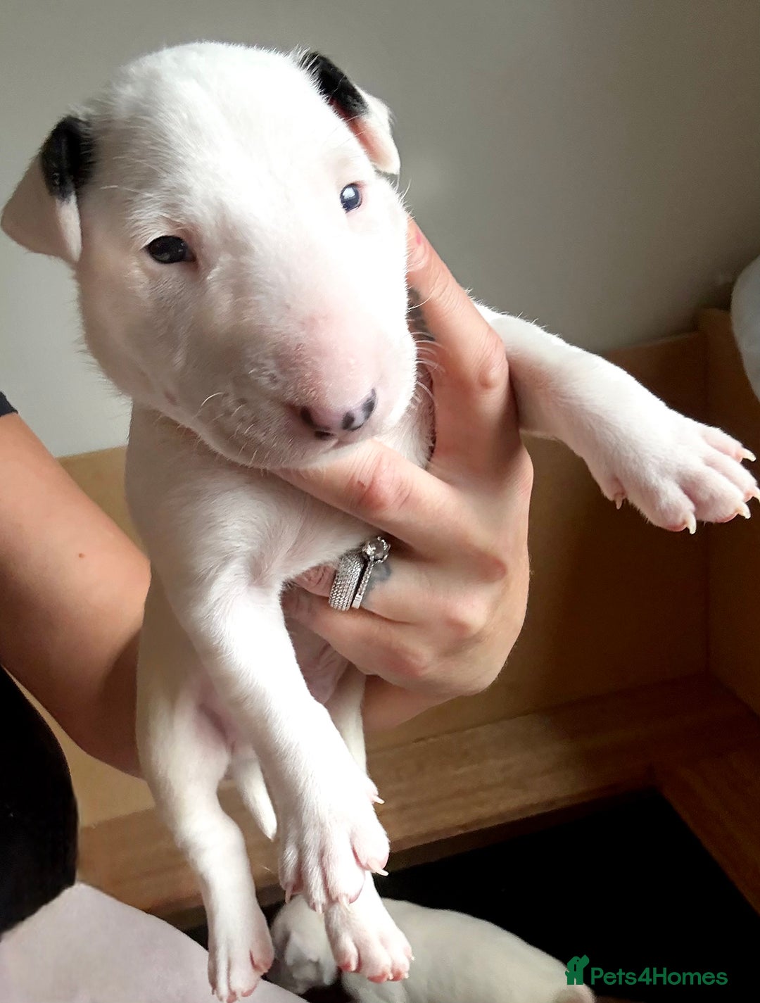 English Bull Terrier dogs for sale: Adorable English Bull Terrier Puppies - Image 26