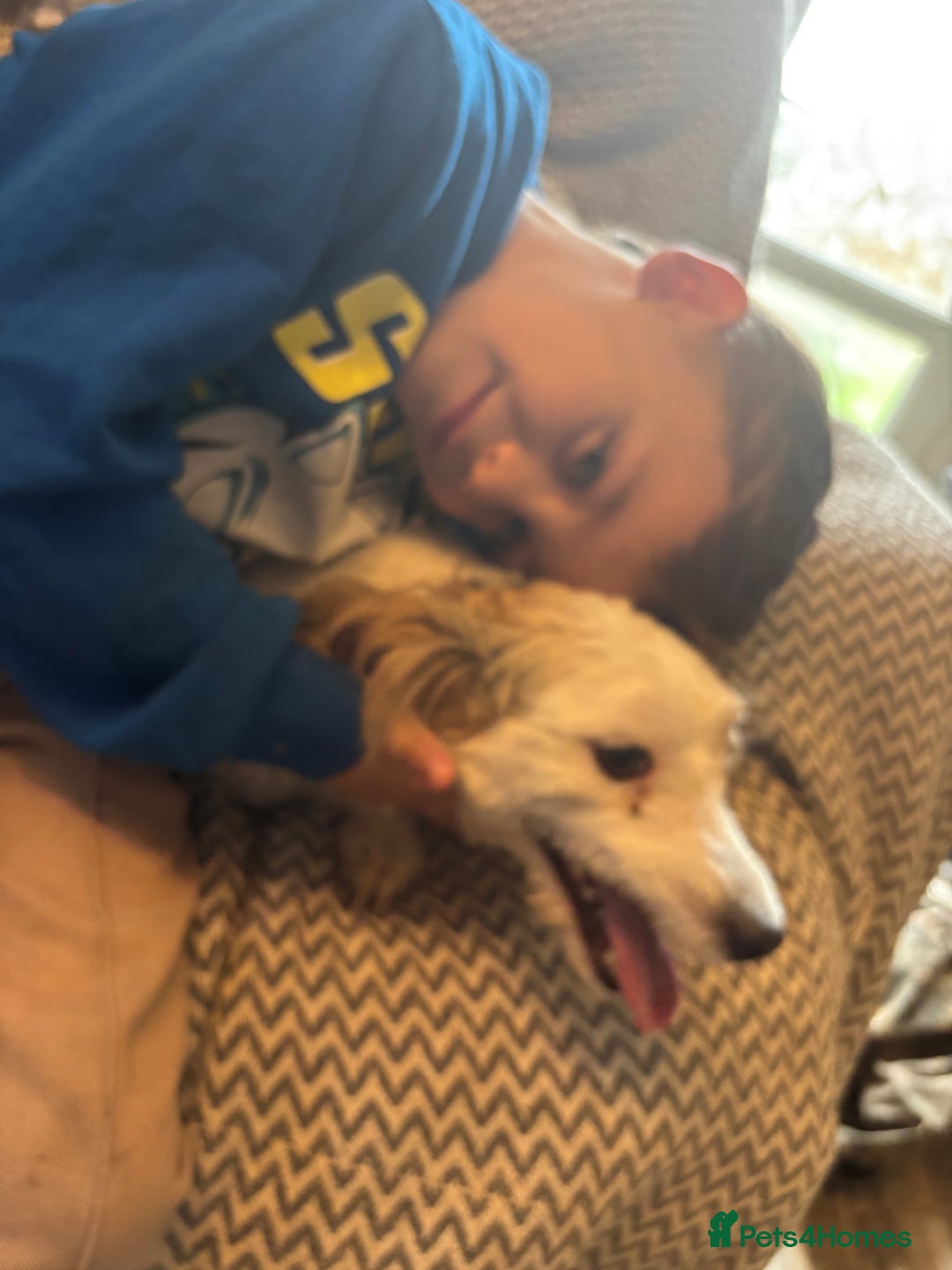 Mixed Breed dogs for sale: Beautiful sisters needing new homes  - Image 8