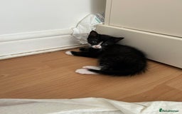 Domestic Shorthair cats for sale: Brother and sisters to go together  - Image 3