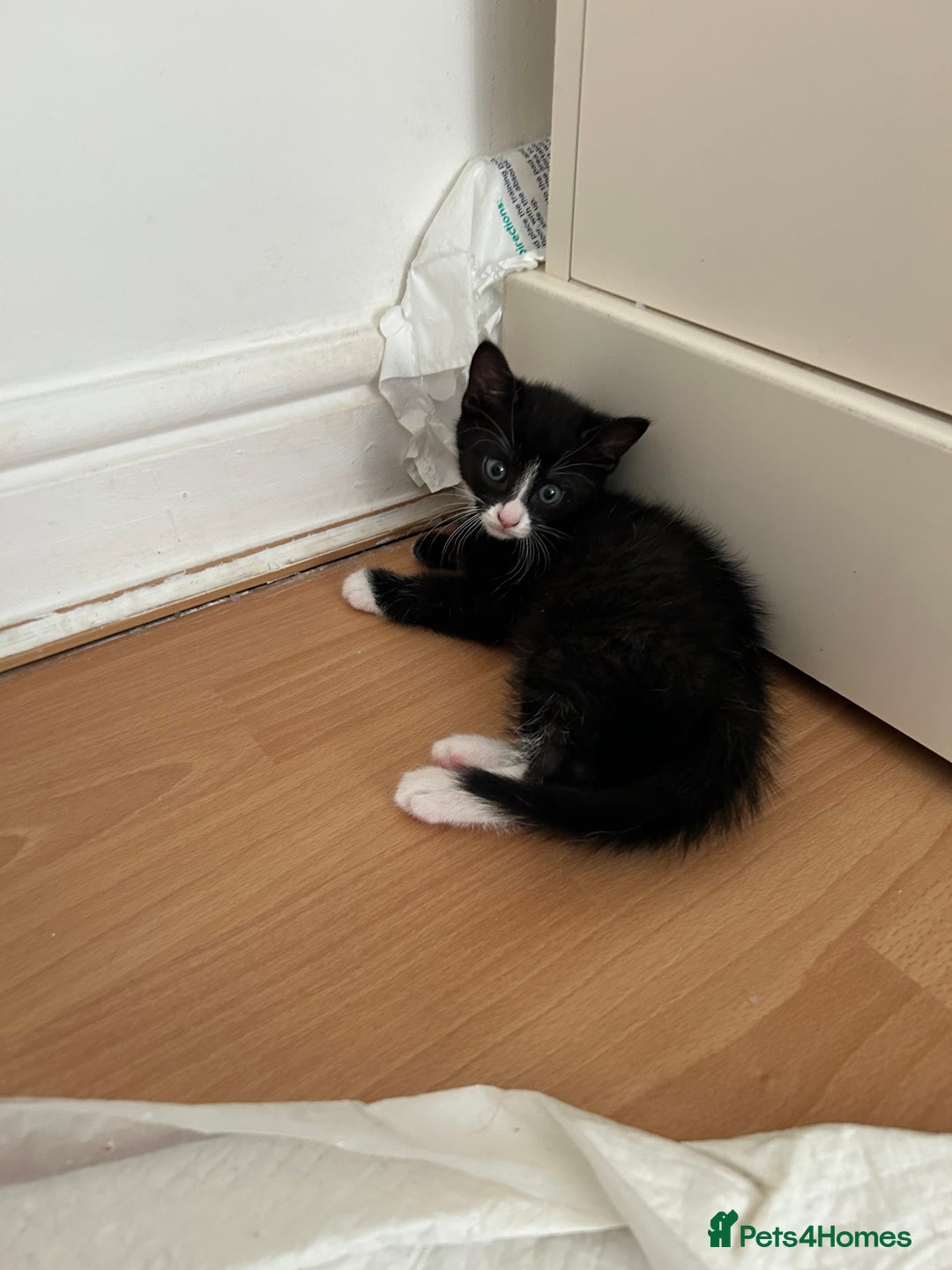 Domestic Shorthair cats for sale: Brother and sisters to go together  - Image 3