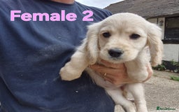 Golden Retriever dogs for sale: Dakota Sport Retriever Puppies  - Image 3