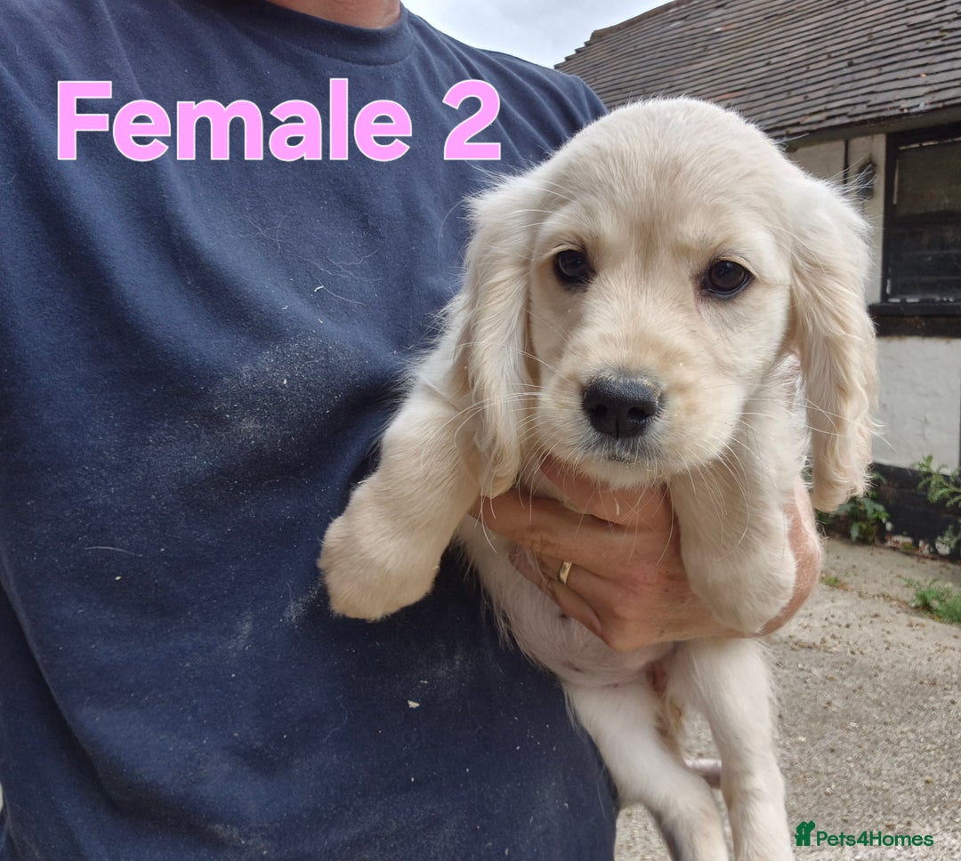Golden Retriever dogs for sale: Dakota Sport Retriever Puppies  - Image 3