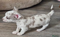 Chihuahua dogs for sale: 2 male Chihuahuas back for sale reduced to 995  in Huntingdon - Image 6