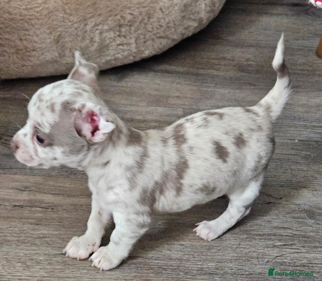 Chihuahua dogs for sale: 2 male Chihuahuas back for sale reduced to 995  in Huntingdon - Image 6