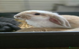 French Lop rabbits for sale: Beautiful French Lop Bunnies - Image 34