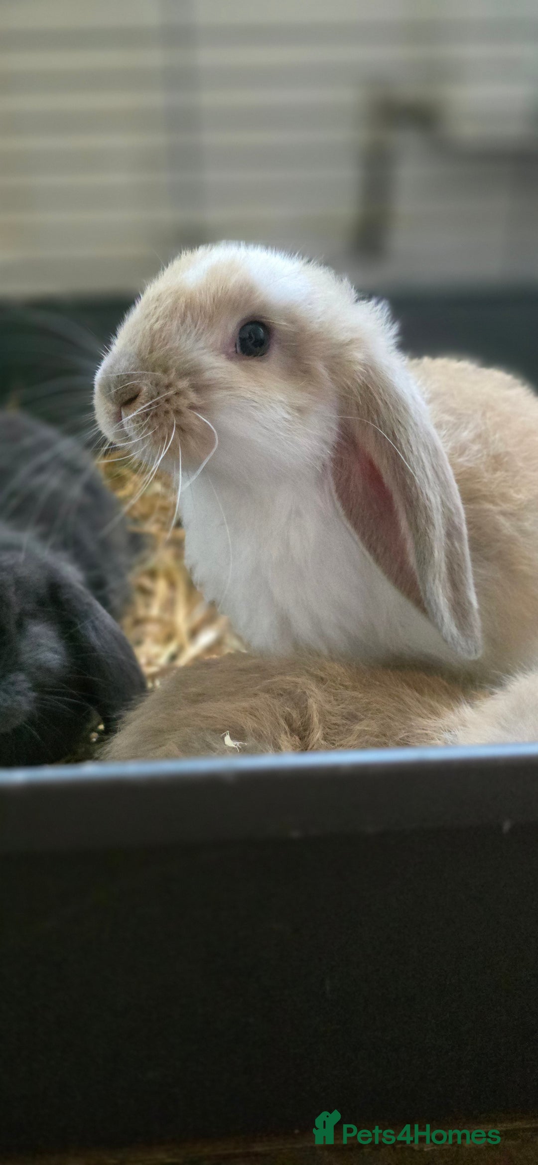 French Lop rabbits for sale: Beautiful French Lop Bunnies - Image 34