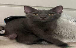 Ragdoll cats for sale: Adorable kittens ( Ragdoll cross) - Image 3