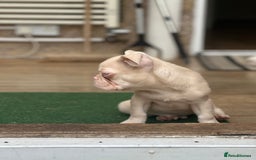 French Bulldog dogs for sale: French bulldog puppies  - Image 27