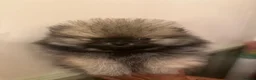 Pomeranian dogs for sale: Three fluffy Pomeranian boys - Advert 2
