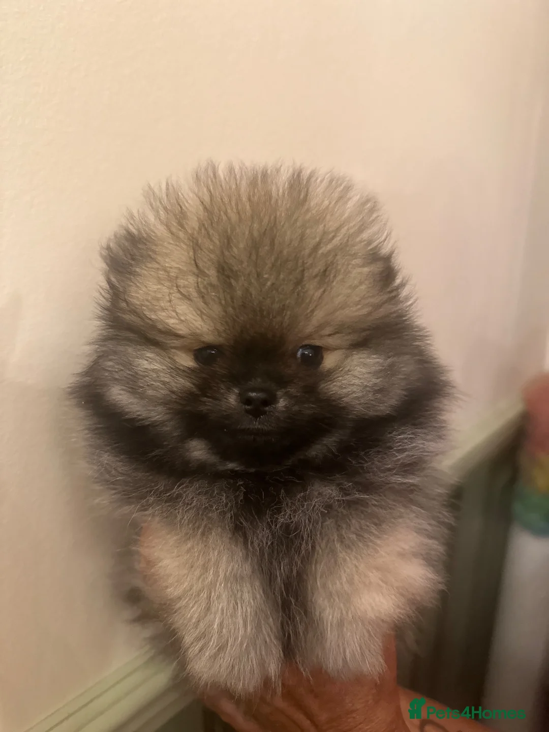 Pomeranian dogs for sale: Three fluffy Pomeranian boys - Advert 2