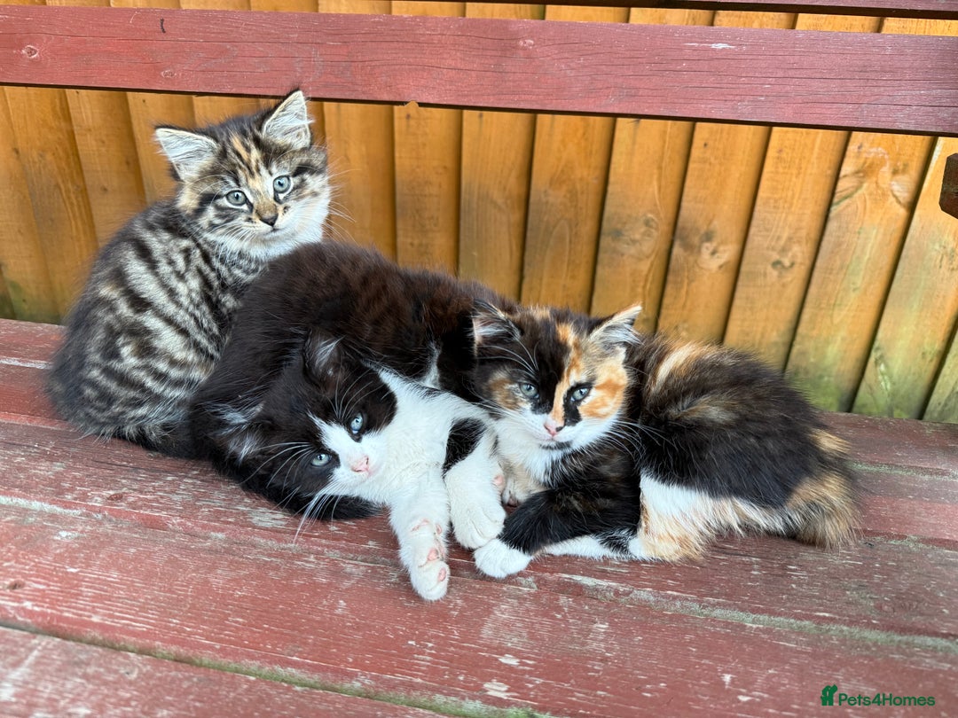 Mixed Breed cats for sale: 3 little kittens  - Image 1