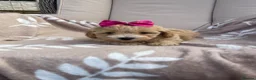 Maltipoo dogs for sale: Maltipoos - Advert 4