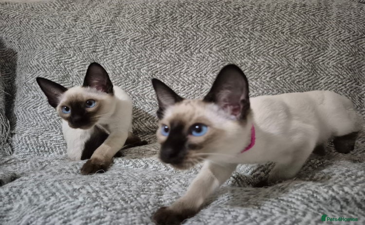 Siamese cats - Advert 3