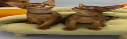 Abyssinian cats for sale: Five Abyssinian kittens with lots of love to give - Advert 4