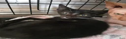 Mixed Breed cats for sale: Sphynx Lykoi kittens  - Advert 6