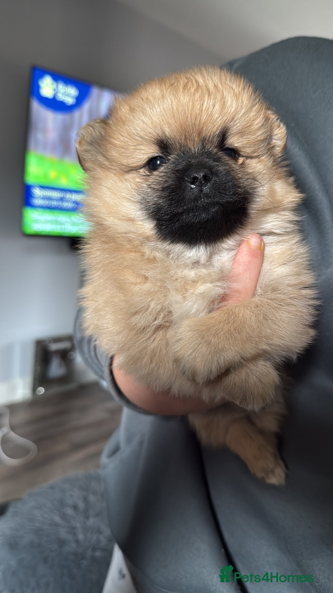 Pomchi dogs 💕 Beautiful fluffy pomchi girl 💕 - Advert 2