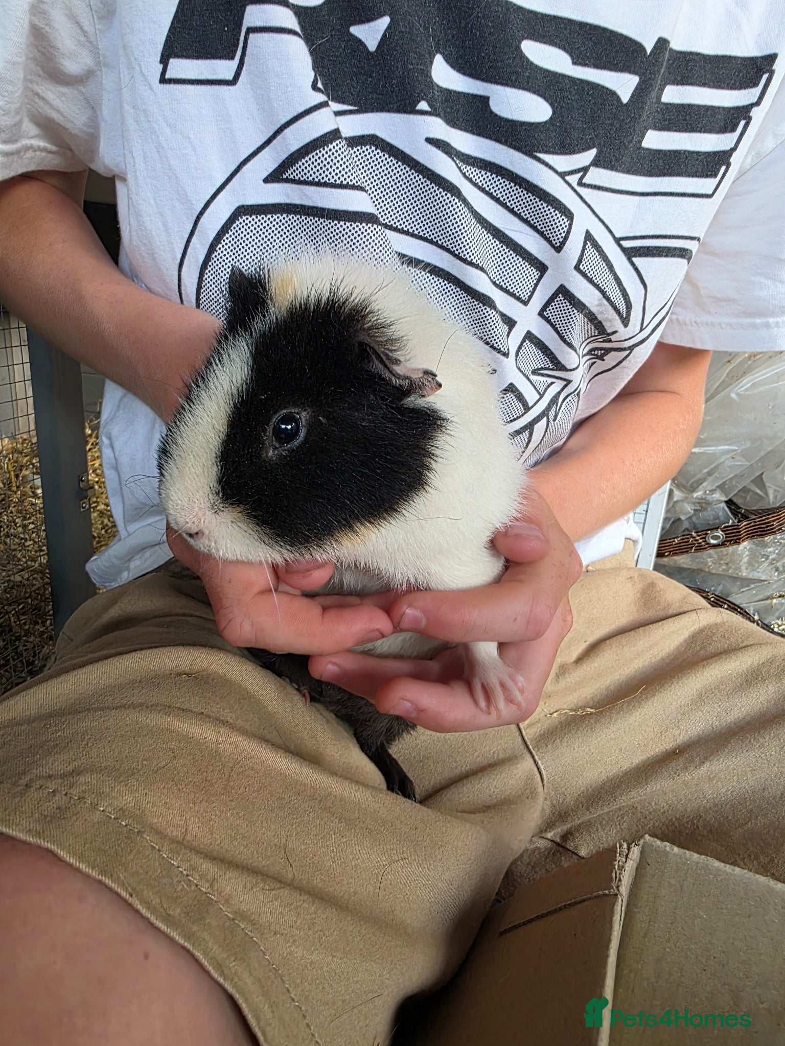 Guinea Pig rodents 2 Friendly Bonded Male Guinea Pigs & Outdoor Hutch - Advert 1