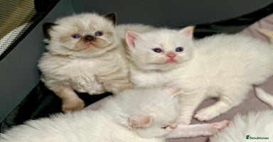 Persian cats - Advert 3