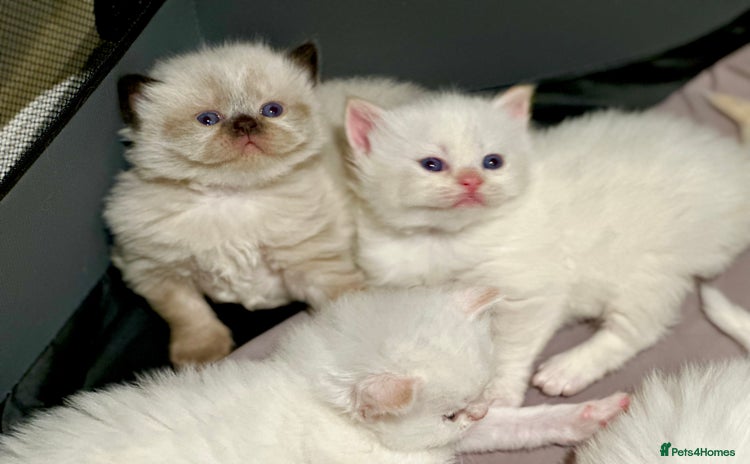 Persian cats - Advert 4