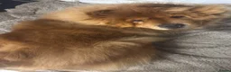 Chow Chow dogs for sale: Chow chow female  - Advert 3