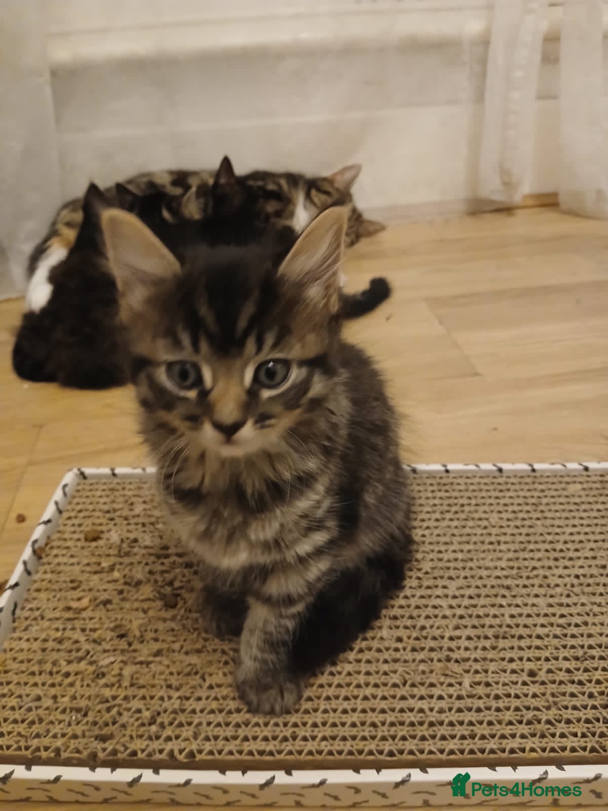 Mixed Breed cats 2 x healthy rescue kittens available to reserve - Advert 20