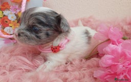 Yorkshire Terrier dogs for sale: Rare Colourful Pedigree Yorkies Certified Breeder - Image 38