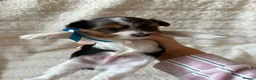 Biewer Terrier dogs for sale: Beautiful Biewer Terriers - Advert 11