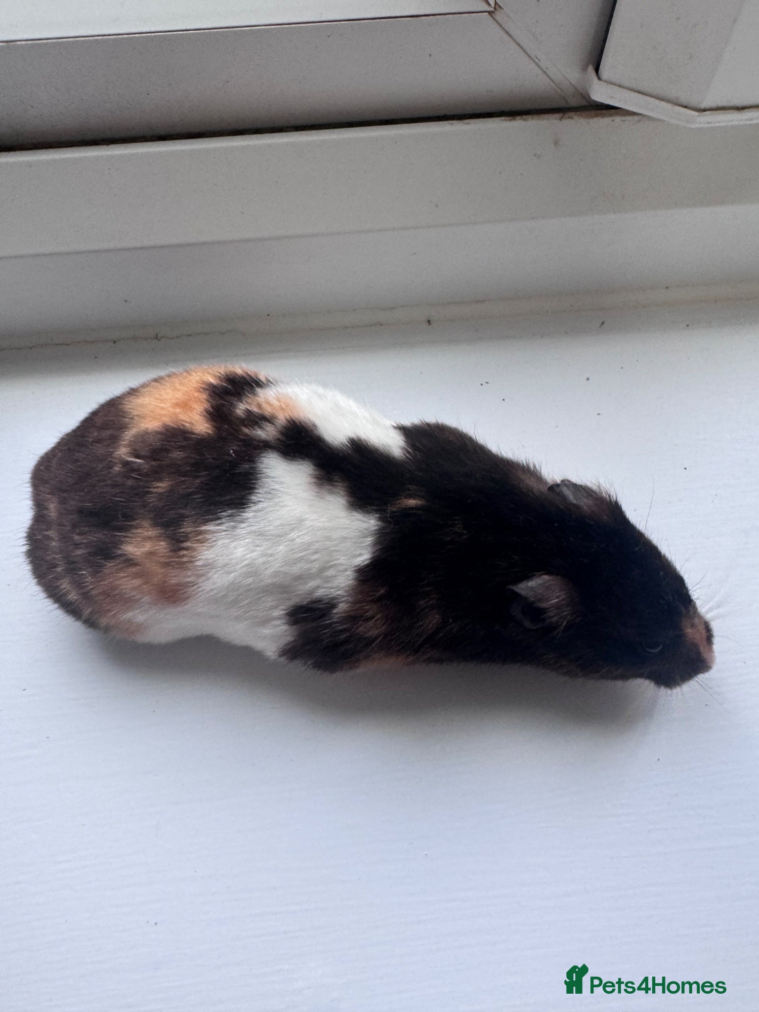 Hamster rodents Various hamsters available  - Advert 1