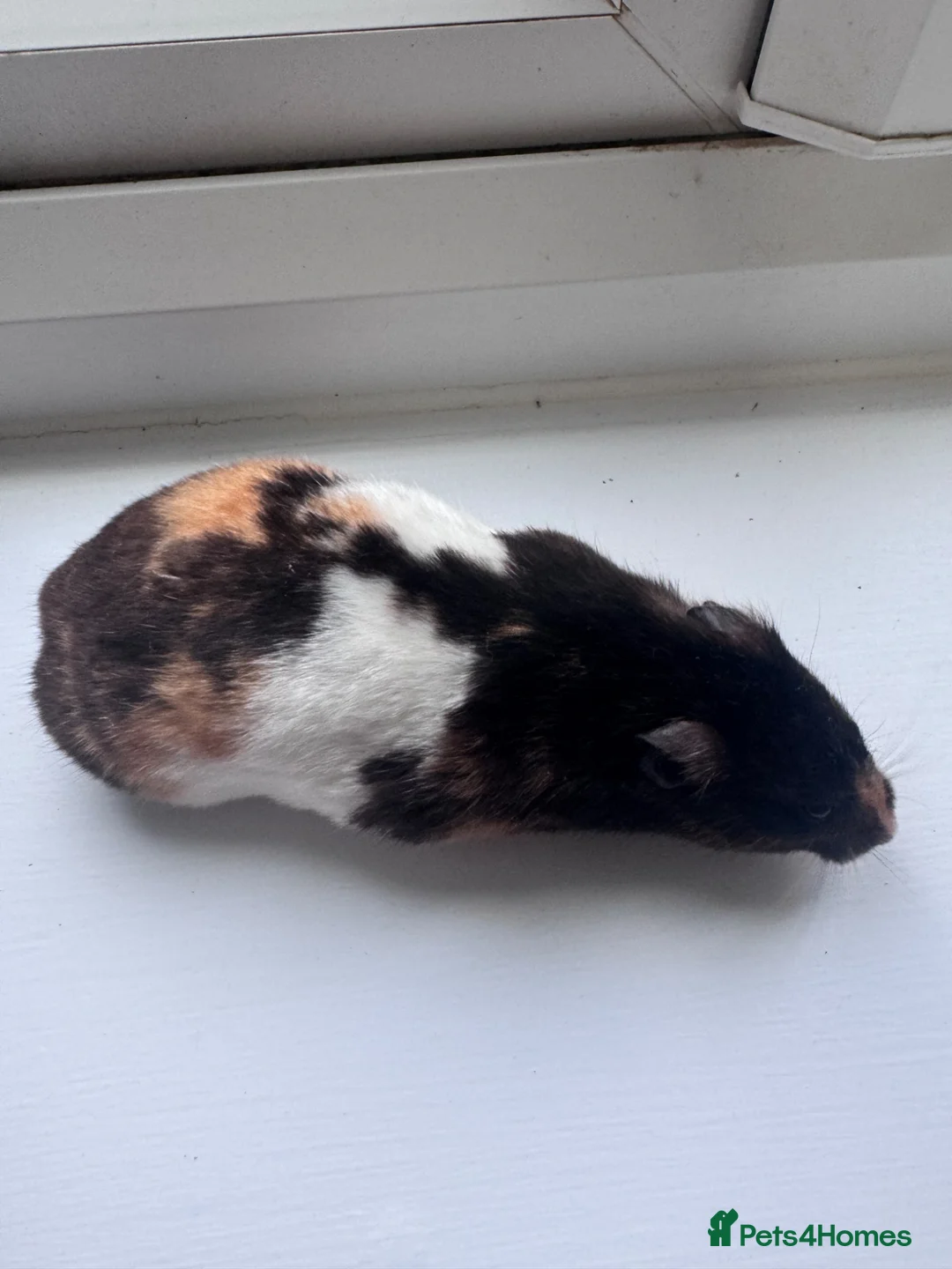 Hamster rodents for sale: Various hamsters available  - Advert 1