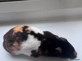 Hamster rodents Various hamsters available - Advert 1