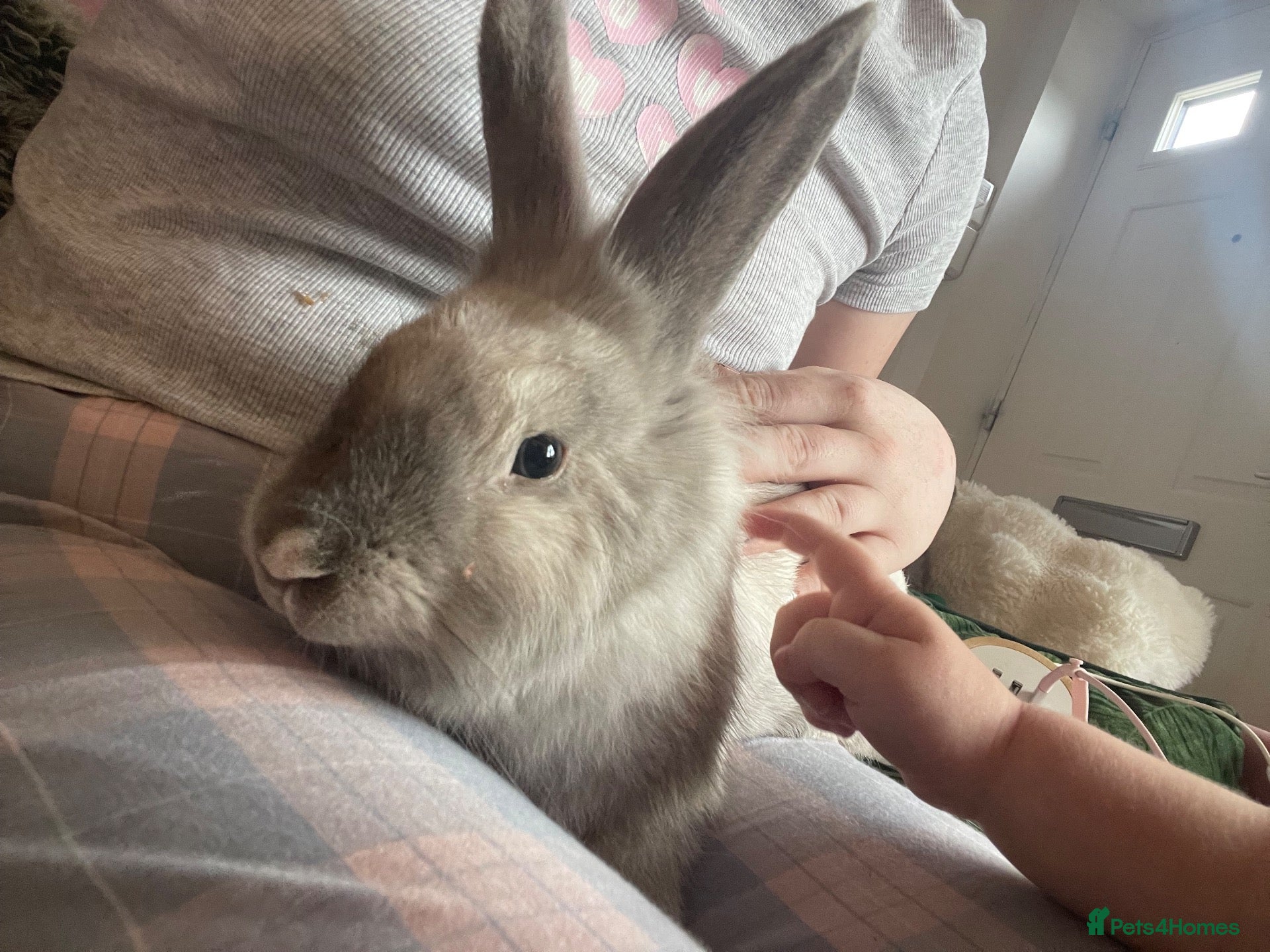 Mixed Breed rabbits Male bunny - 10 months - Advert 1