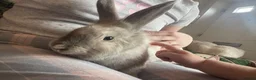 Mixed Breed rabbits for sale: Male bunny - 10 months in Preston - Advert 1