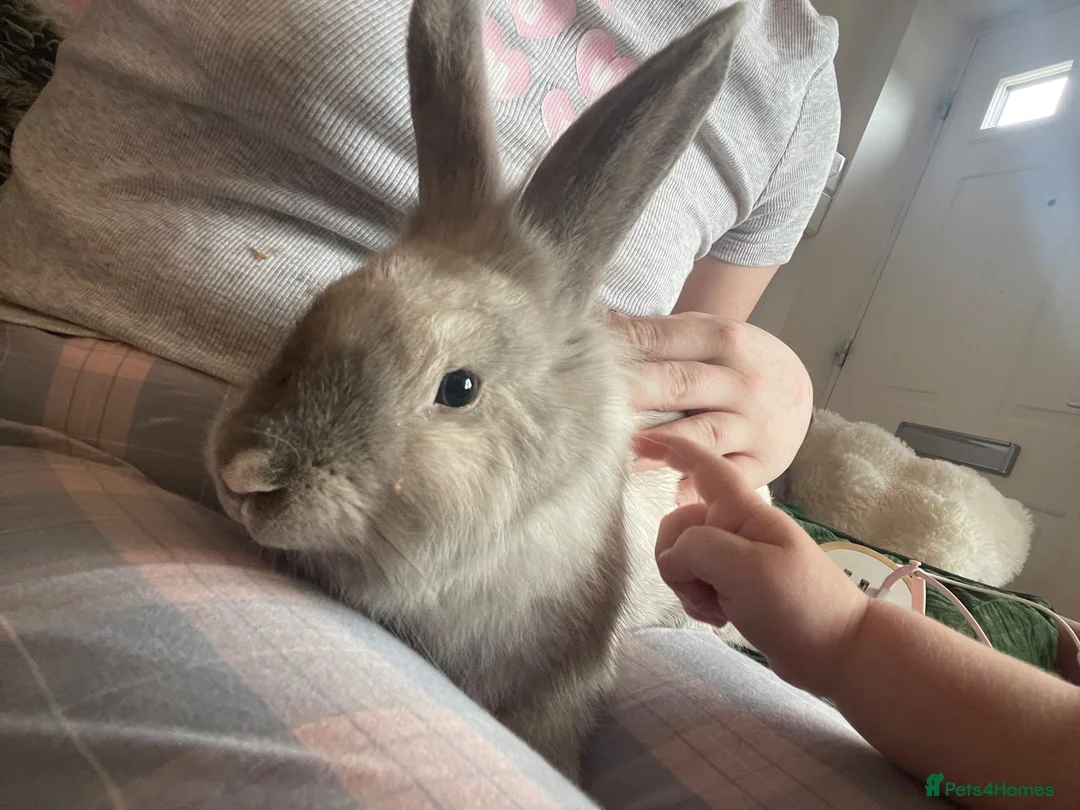 Mixed Breed rabbits for sale: Male bunny - 10 months in Preston - Advert 1