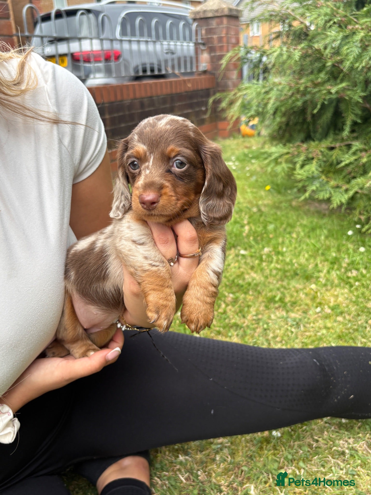 Miniature Dachshund dogs Short haired dachshunds  - Advert 2