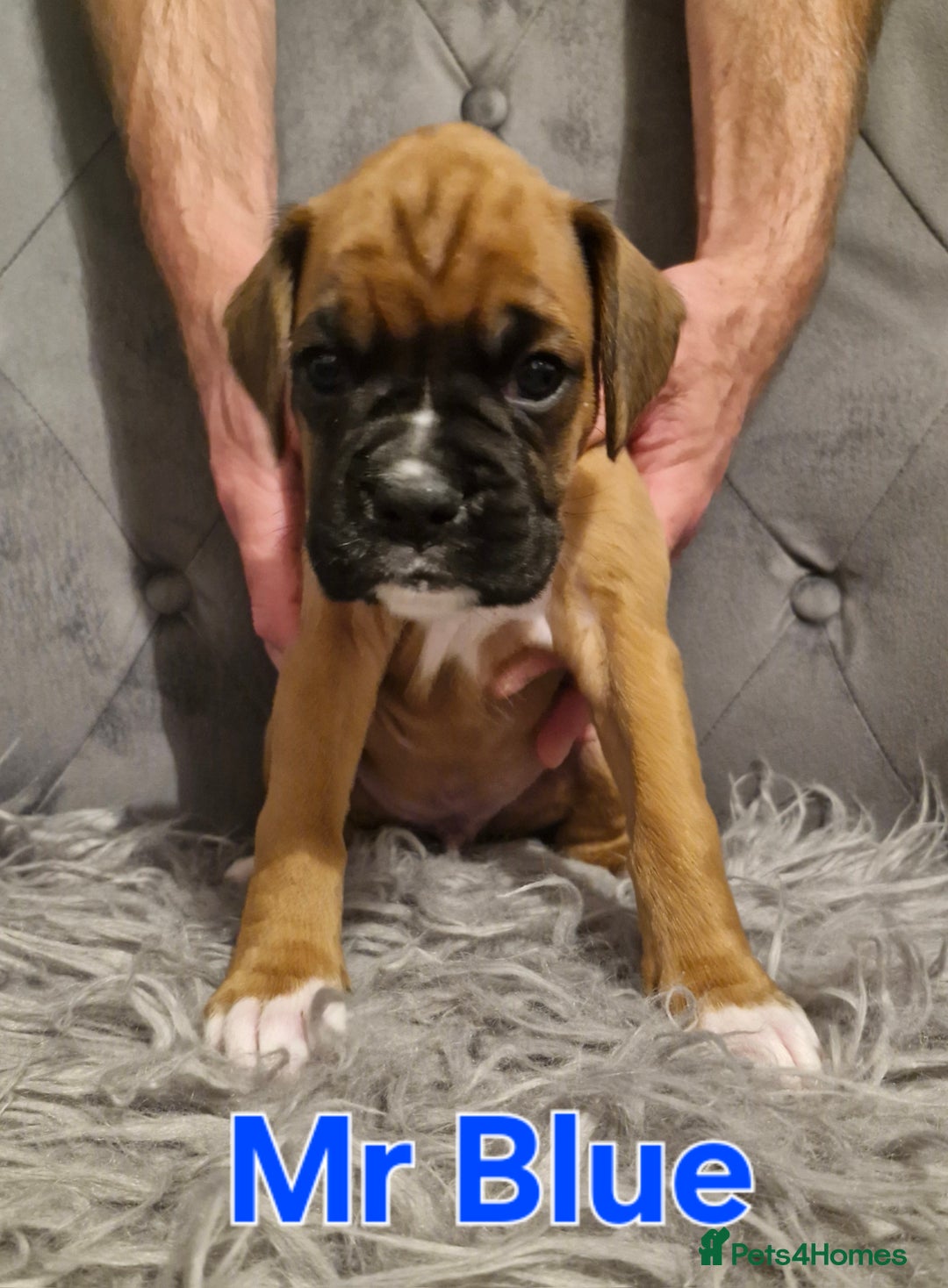 Boxer dogs for sale: Gorgeous Litter of 9 KC Registered Boxer Puppies - Image 26