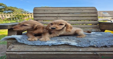 Cocker Spaniel dogs - Advert 3