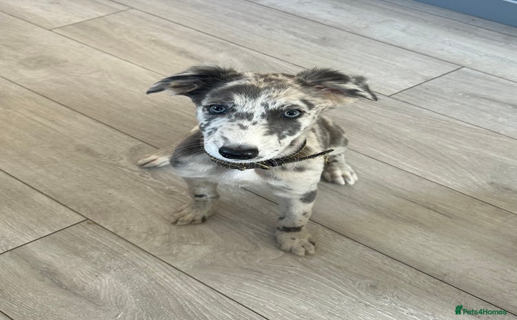 Lurcher dogs - Advert 1