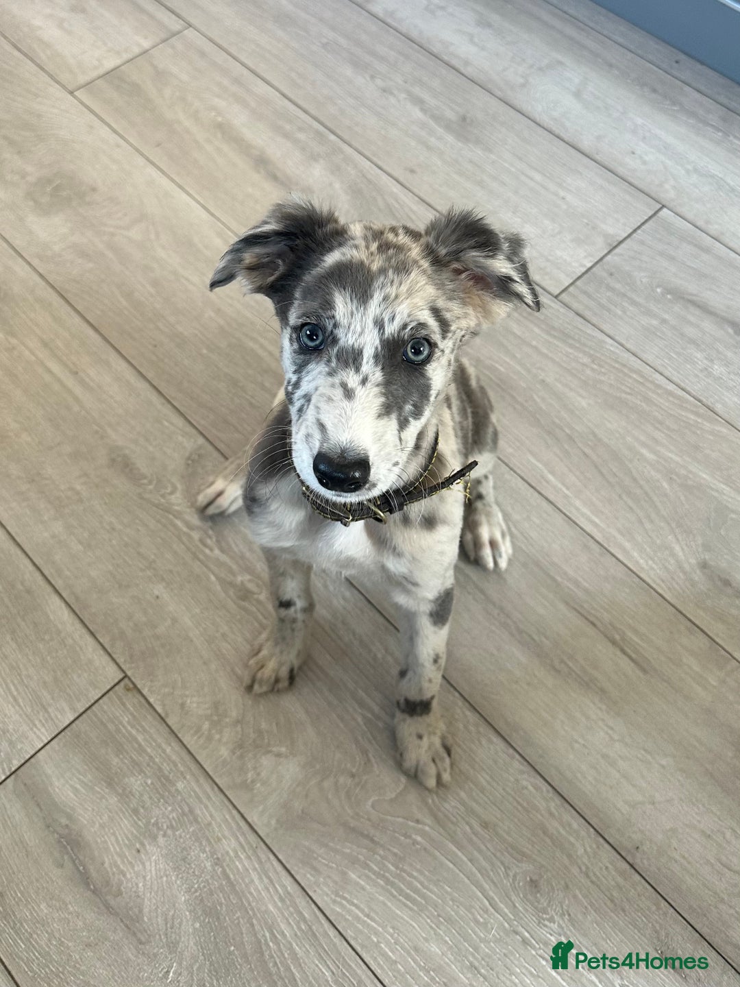 Lurcher dogs for sale: Lurcher Bitch 11 weeks old  - Image 1