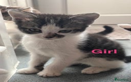Mixed Breed cats for sale: Beautiful kittens  - Image 2