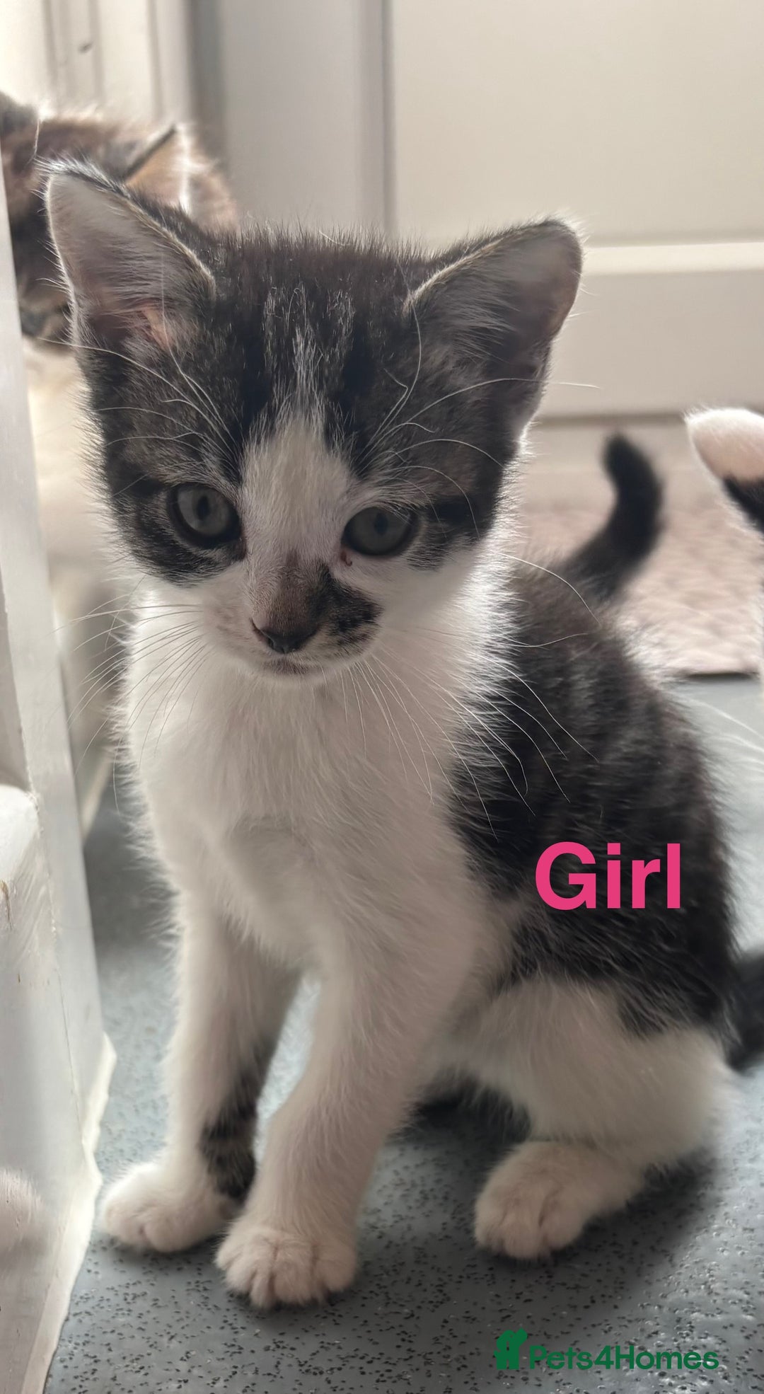 Mixed Breed cats for sale: Beautiful kittens  - Image 2