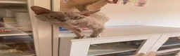 Devon Rex cats for stud: Devon Rex lilac - Advert 8