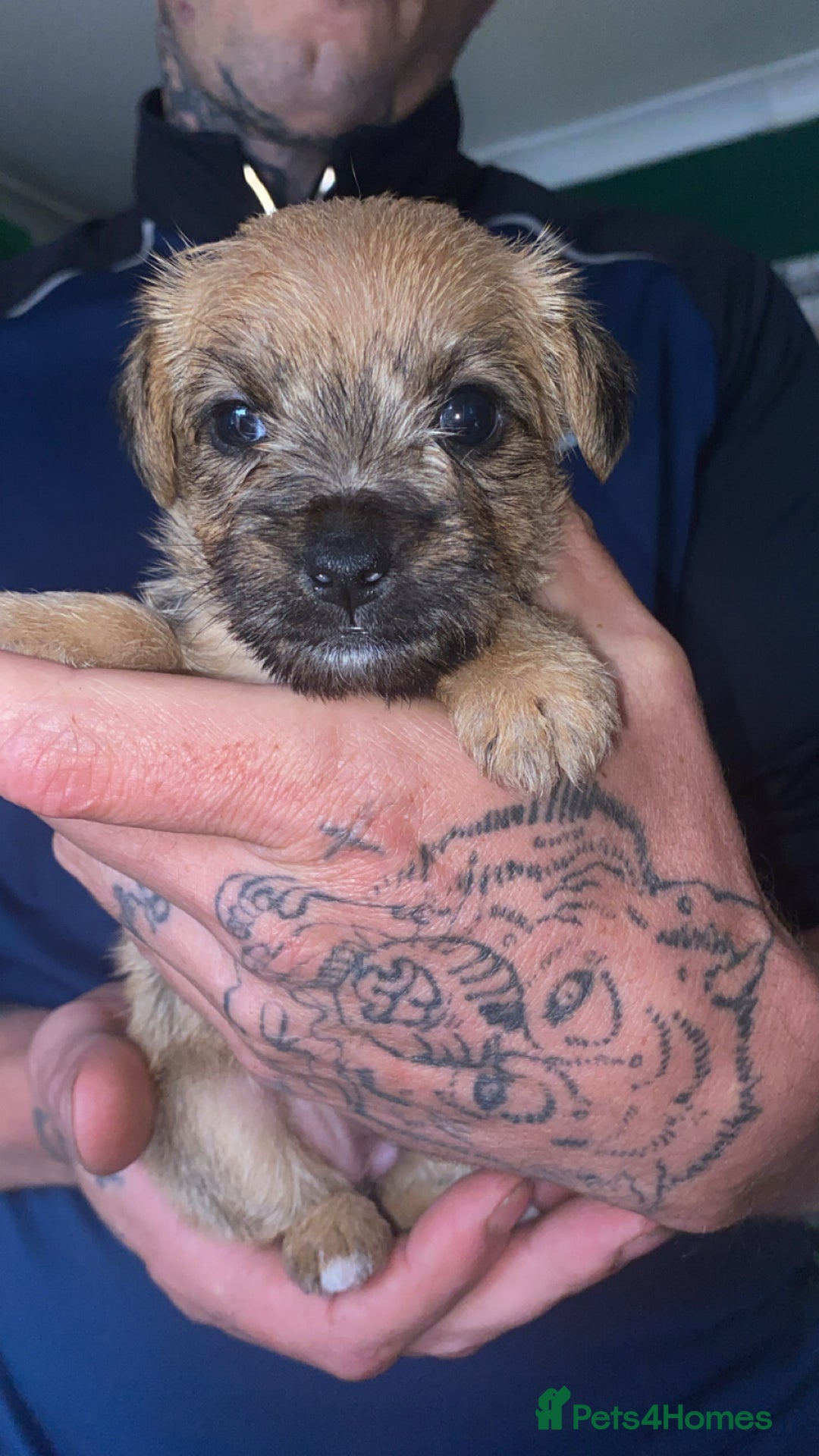 Patterjack dogs for sale: Two rescue pups patterjacks - Image 7