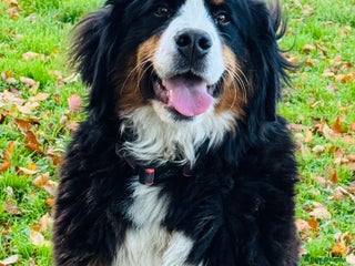 Bernese Mountain Dog dogs 10 months old girl KC - Advert 14