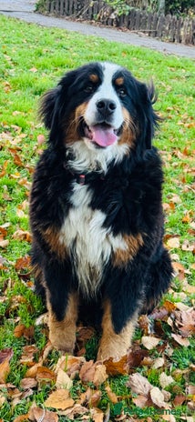 Bernese Mountain Dog dogs 10 months old girl KC - Advert 16