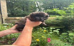 Belgian Shepherd Dog dogs for sale: Dutch shepherd puppies  - Image 22