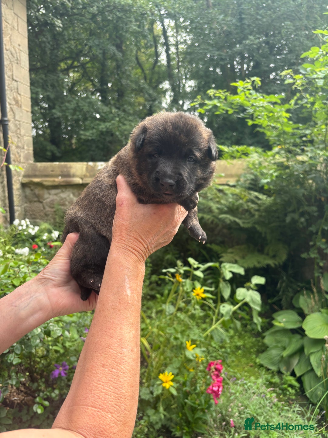 Belgian Shepherd Dog dogs for sale: Dutch shepherd puppies  - Image 22
