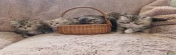 British Longhair cats for sale: Beautiful British kittens  - Advert 5