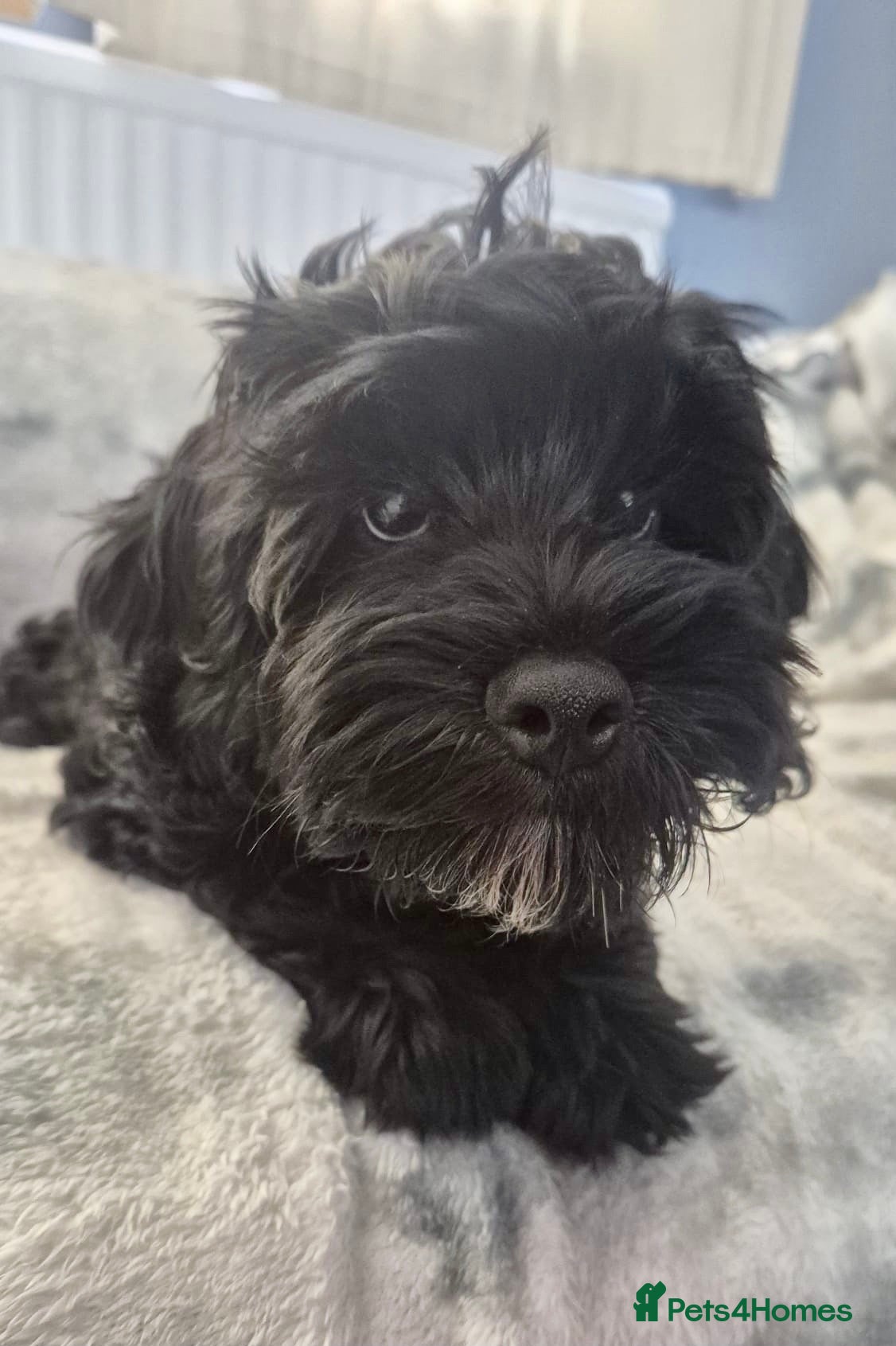 Cockapoo dogs One handsome boy ready for new home. - Advert 1