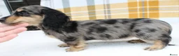 Miniature Dachshund dogs for sale: Cream dapple in Warrington - Advert 10